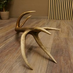 Rothirsch Stange 14 ender Gewicht 1,24 kg Länge 70 cm Hirsch Abwurfstange 71.1.163