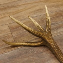Rothirsch Stange 14 ender Gewicht 1,24 kg Länge 70 cm Hirsch Abwurfstange 71.1.163