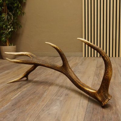 Rothirsch Stange 12 ender Gewicht 1,87 kg Länge 70 cm Hirsch Abwurfstange 71.1.165