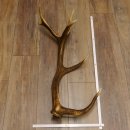 Rothirsch Stange 12 ender Gewicht 1,87 kg Länge 70...