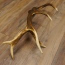 Rothirsch Stange 12 ender Gewicht 1,87 kg Länge 70 cm Hirsch Abwurfstange 71.1.165