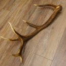 Rothirsch Stange 12 ender Gewicht 1,87 kg Länge 70 cm Hirsch Abwurfstange 71.1.165