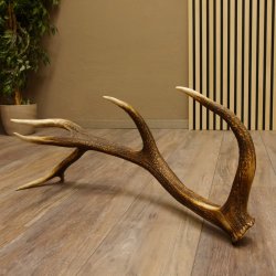 Rothirsch Stange 12 ender Gewicht 1,87 kg Länge 70 cm Hirsch Abwurfstange 71.1.165