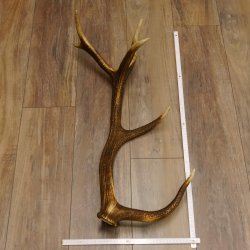 Rothirsch Stange 12 ender Gewicht 1,87 kg Länge 70 cm Hirsch Abwurfstange 71.1.165