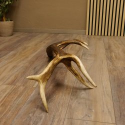 Rothirsch Stange 12 ender Gewicht 1,87 kg Länge 70 cm Hirsch Abwurfstange 71.1.165
