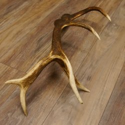Rothirsch Stange 12 ender Gewicht 1,87 kg Länge 70 cm Hirsch Abwurfstange 71.1.165