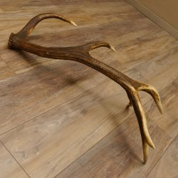 Rothirsch Stange 12 ender Gewicht 1,87 kg Länge 70 cm Hirsch Abwurfstange 71.1.165