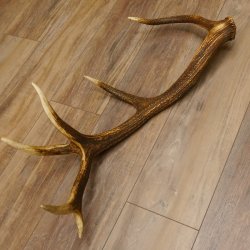 Rothirsch Stange 12 ender Gewicht 1,87 kg Länge 70 cm Hirsch Abwurfstange 71.1.165