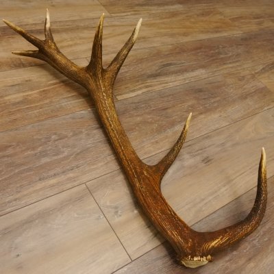 Rothirsch Stange 14 ender Gewicht 1,72 kg Länge 72 cm Hirsch Abwurfstange 71.1.166