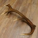 Rothirsch Stange 14 ender Gewicht 1,72 kg Länge 72 cm Hirsch Abwurfstange 71.1.166