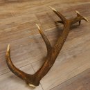 Rothirsch Stange 14 ender Gewicht 1,72 kg Länge 72 cm Hirsch Abwurfstange 71.1.166