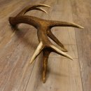 Rothirsch Stange 14 ender Gewicht 1,72 kg Länge 72 cm Hirsch Abwurfstange 71.1.166