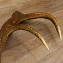 Rothirsch Stange 14 ender Gewicht 1,72 kg Länge 72 cm Hirsch Abwurfstange 71.1.166