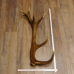 Rothirsch Stange 14 ender Gewicht 1,72 kg Länge 72 cm Hirsch Abwurfstange 71.1.166