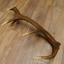 Rothirsch Stange 14 ender Gewicht 1,72 kg Länge 72 cm Hirsch Abwurfstange 71.1.166