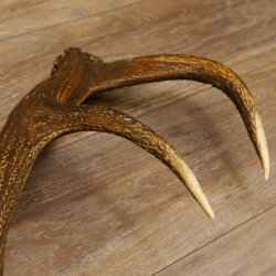 Rothirsch Stange 14 ender Gewicht 1,72 kg Länge 72 cm Hirsch Abwurfstange 71.1.166