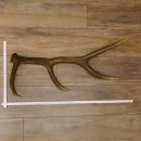 Rothirsch Stange 8 ender Gewicht 1,57 kg Länge 73 cm Hirsch Abwurfstange 71.1.168
