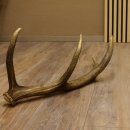 Rothirsch Stange 8 ender Gewicht 1,57 kg Länge 73 cm Hirsch Abwurfstange 71.1.168