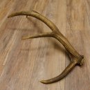 Rothirsch Stange 8 ender Gewicht 1,57 kg Länge 73 cm Hirsch Abwurfstange 71.1.168