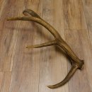 Rothirsch Stange 8 ender Gewicht 1,57 kg Länge 73 cm Hirsch Abwurfstange 71.1.168