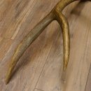 Rothirsch Stange 8 ender Gewicht 1,57 kg Länge 73 cm Hirsch Abwurfstange 71.1.168
