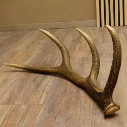 Rothirsch Stange 8 ender Gewicht 1,57 kg Länge 73 cm Hirsch Abwurfstange 71.1.168