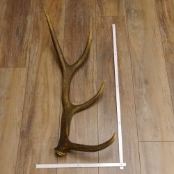 Rothirsch Stange 8 ender Gewicht 1,57 kg Länge 73 cm Hirsch Abwurfstange 71.1.168
