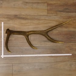 Rothirsch Stange 8 ender Gewicht 1,57 kg Länge 73 cm Hirsch Abwurfstange 71.1.168