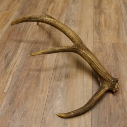 Rothirsch Stange 8 ender Gewicht 1,57 kg Länge 73 cm Hirsch Abwurfstange 71.1.168
