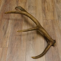 Rothirsch Stange 8 ender Gewicht 1,57 kg Länge 73 cm Hirsch Abwurfstange 71.1.168