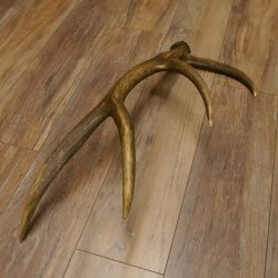 Rothirsch Stange 8 ender Gewicht 1,57 kg Länge 73 cm Hirsch Abwurfstange 71.1.168