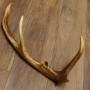 Rothirsch Stange 8 ender Gewicht 0,87 kg Länge 60 cm...