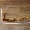 Rothirsch Stange 8 ender Gewicht 0,87 kg Länge 60 cm...