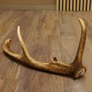 Rothirsch Stange 8 ender Gewicht 0,87 kg Länge 60 cm Hirsch Abwurfstange 71.1.169