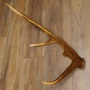 Rothirsch Stange 8 ender Gewicht 0,87 kg Länge 60 cm Hirsch Abwurfstange 71.1.169