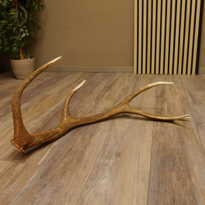 Rothirsch Stange 10 ender Gewicht 1,57 kg Länge 80 cm Hirsch Abwurfstange 71.1.170