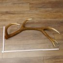 Rothirsch Stange 10 ender Gewicht 1,57 kg Länge 80...