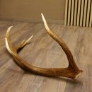 Rothirsch Stange 10 ender Gewicht 1,57 kg Länge 80 cm Hirsch Abwurfstange 71.1.170