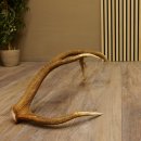 Rothirsch Stange 10 ender Gewicht 1,57 kg Länge 80 cm Hirsch Abwurfstange 71.1.170