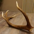 Rothirsch Stange 10 ender Gewicht 1,57 kg Länge 80 cm Hirsch Abwurfstange 71.1.170