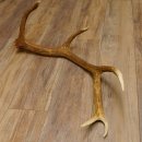 Rothirsch Stange 10 ender Gewicht 1,57 kg Länge 80 cm Hirsch Abwurfstange 71.1.170