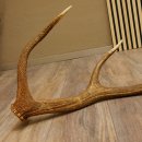 Rothirsch Stange 10 ender Gewicht 1,57 kg Länge 80 cm Hirsch Abwurfstange 71.1.170