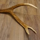 Rothirsch Stange 10 ender Gewicht 1,57 kg Länge 80 cm Hirsch Abwurfstange 71.1.170