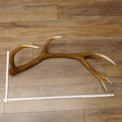 Rothirsch Stange 10 ender Gewicht 1,57 kg Länge 80 cm Hirsch Abwurfstange 71.1.170