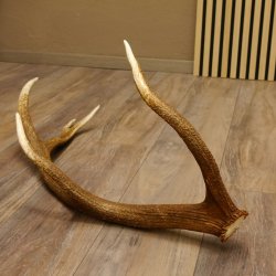 Rothirsch Stange 10 ender Gewicht 1,57 kg Länge 80 cm Hirsch Abwurfstange 71.1.170