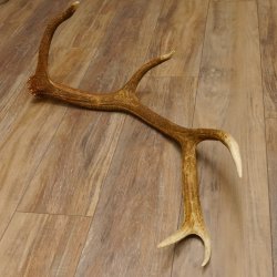 Rothirsch Stange 10 ender Gewicht 1,57 kg Länge 80 cm Hirsch Abwurfstange 71.1.170