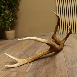 Rothirsch Stange 10 ender Gewicht 1,57 kg Länge 80 cm Hirsch Abwurfstange 71.1.170