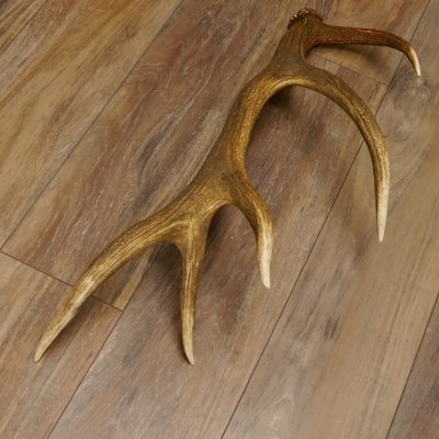 Rothirsch Stange 10 ender Gewicht 1,56 kg Länge 75 cm Hirsch Abwurfstange 71.1.171