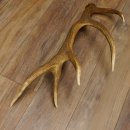 Rothirsch Stange 10 ender Gewicht 1,56 kg Länge 75 cm Hirsch Abwurfstange 71.1.171