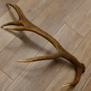 Rothirsch Stange 10 ender Gewicht 1,56 kg Länge 75 cm Hirsch Abwurfstange 71.1.171